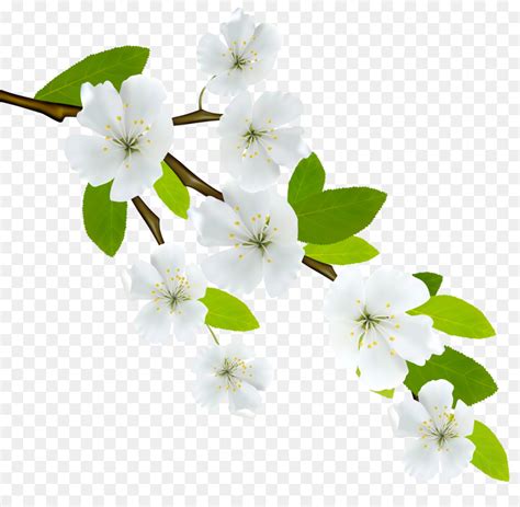 flower background white|free clip art white flowers.